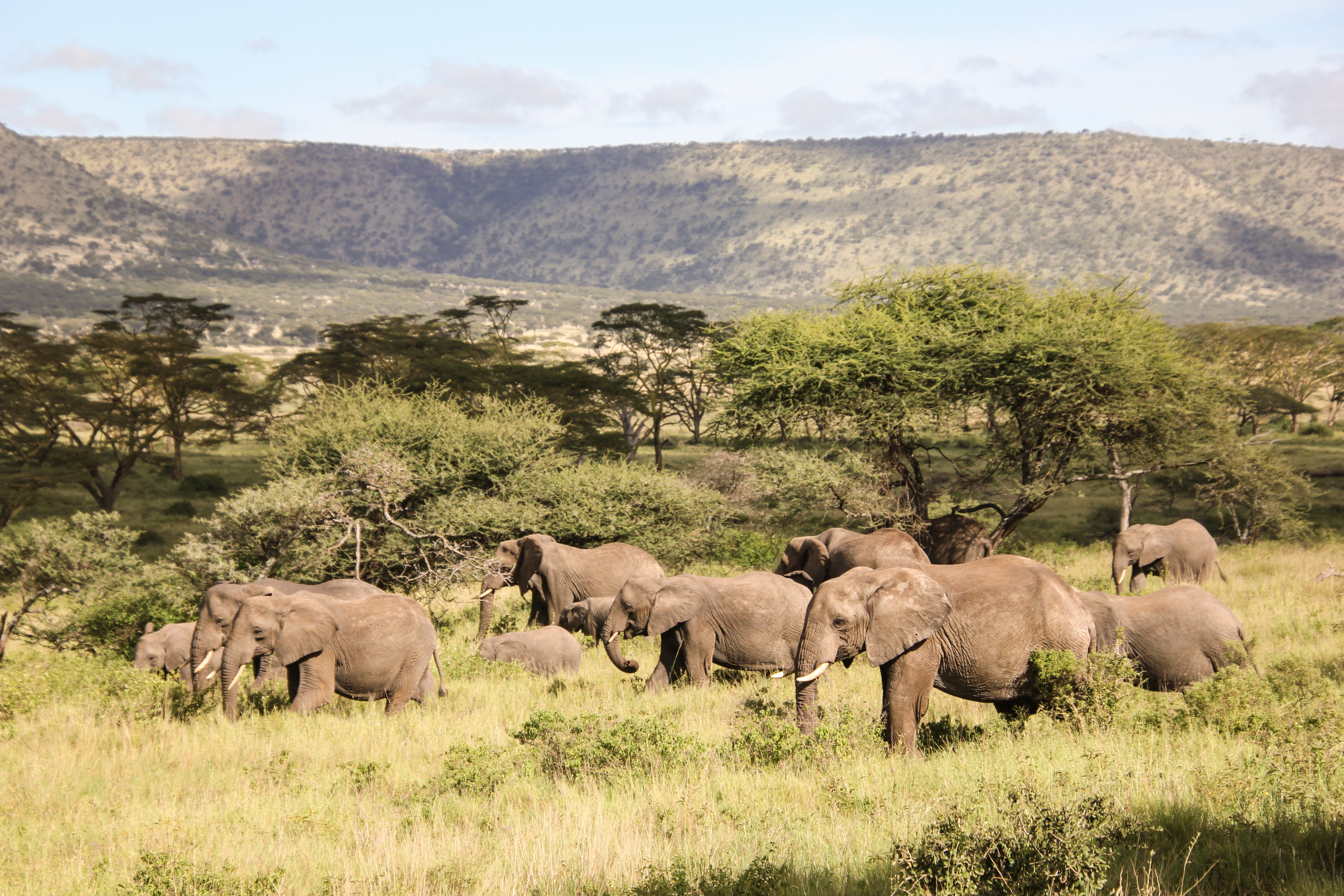 14-Day The Best Taste of Wildlife Culture and Beach - TANZANIA SAFARI gallery image